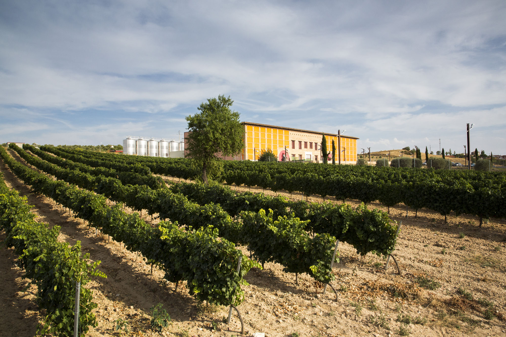 Winery in Rueda